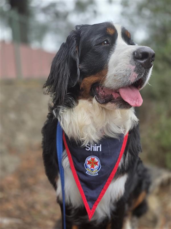 Peer support team welcomes Shirl to their pack - VicNews