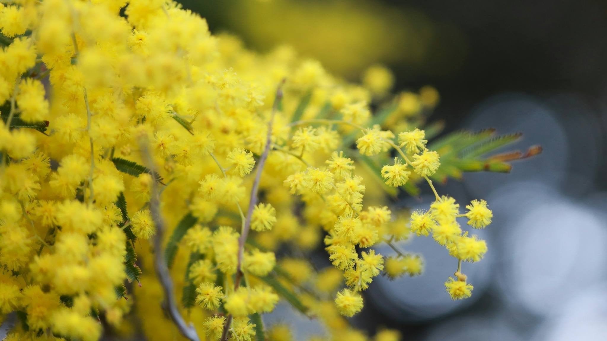 Wattle blossom