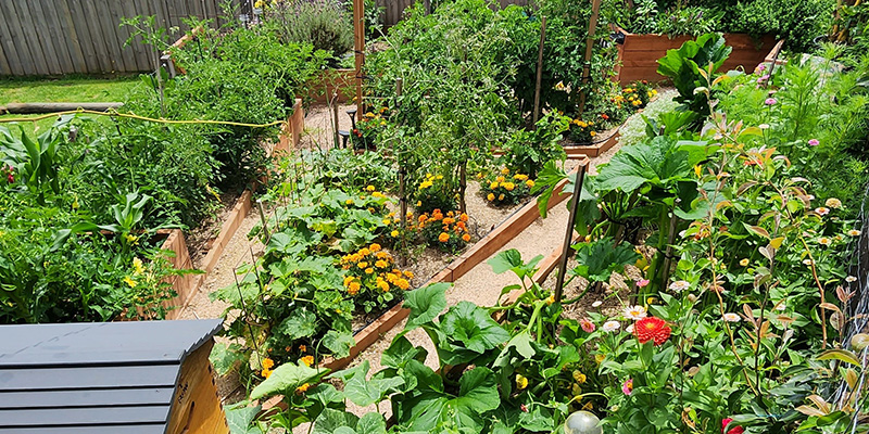 Paramedic Ash Burke's garden with an variety of green vegetables, fruit trees, composting system, and a beehive.